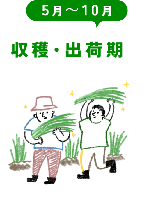 5月〜10月 収穫・出荷期