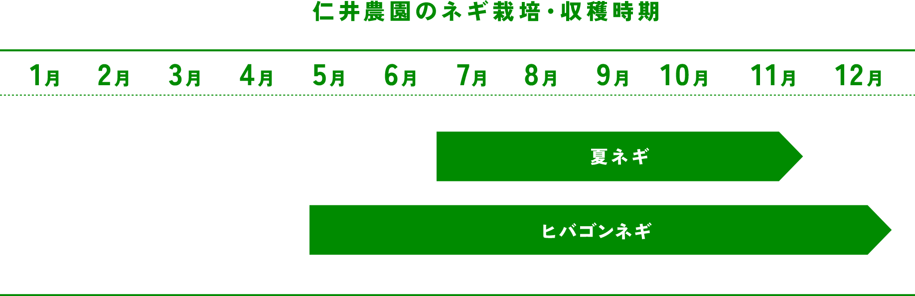 仁井農園のネギ栽培・収穫時期 夏ネギは5月〜11月、ヒバゴンネギは5月〜12月